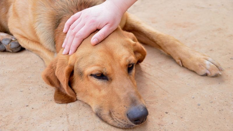 Can Squirrel Poop Make Dogs Sick