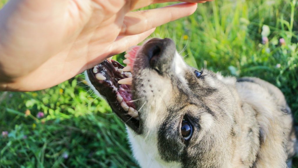 can you shoot a dog attacking livestock