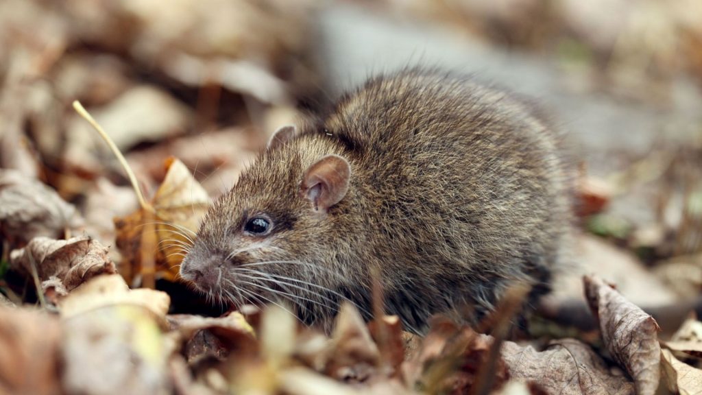 What Are the Different Types of Rats in Your Home? | Identification ...