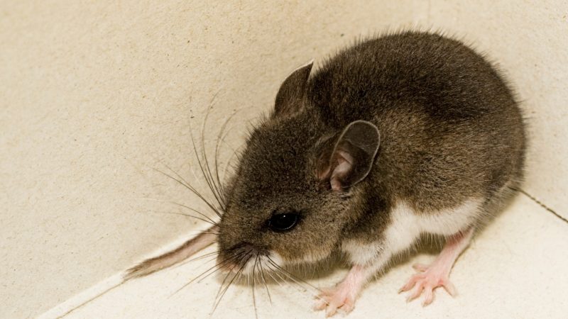 Deer Mouse