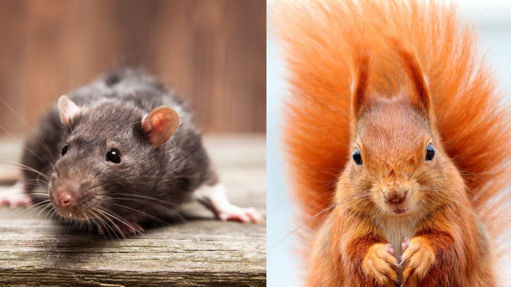 Difference Between Rat and Squirrel Feces