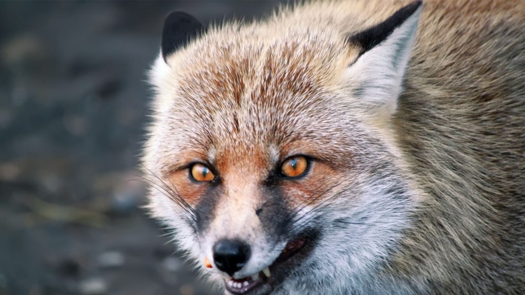 Different Types of Foxes That Are Dangerous to Humans