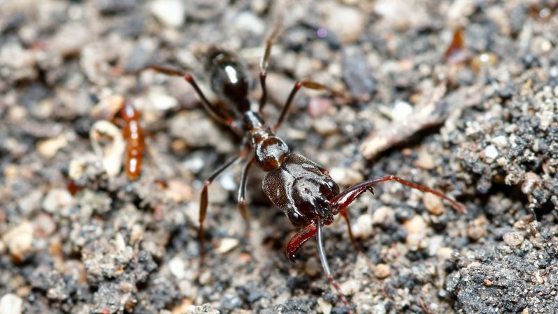 Do Ants Have Other Super Powers.