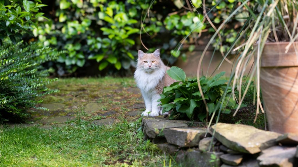 Do Cats Love Gardens