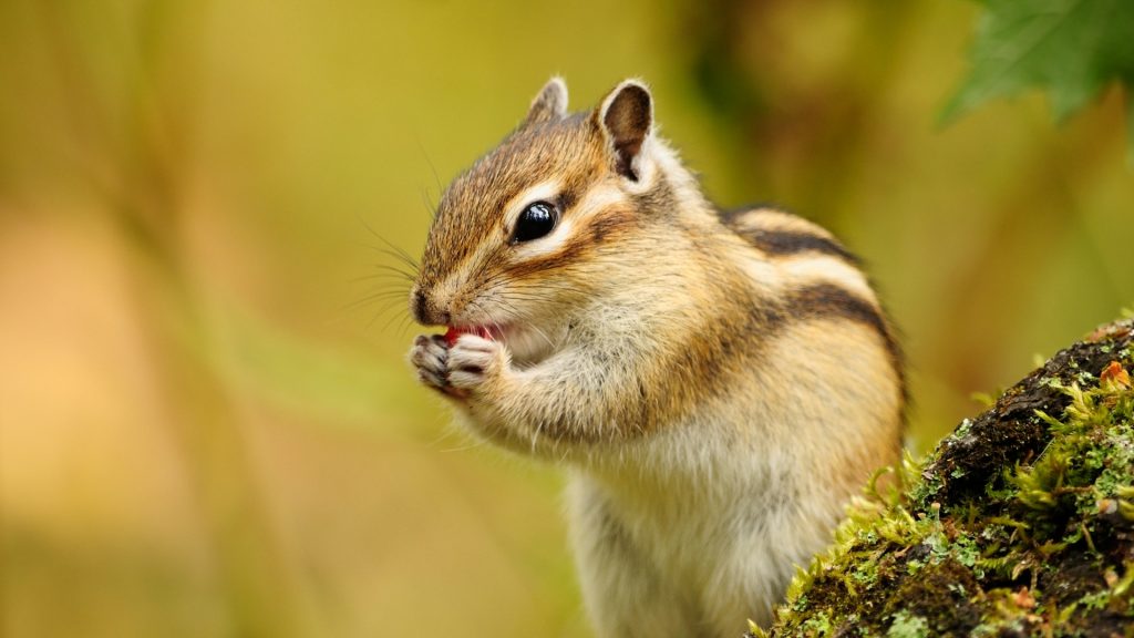 Do Chipmunks Bite