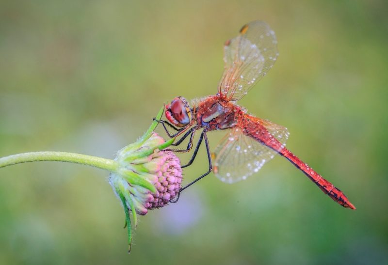 Do Dragonflies Bite or Sting