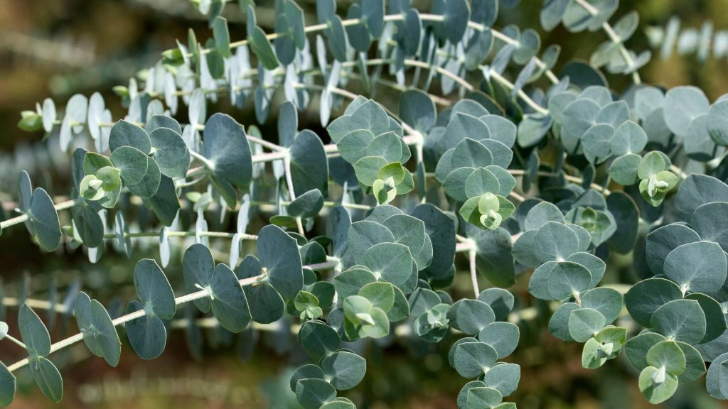 Do Eucalyptus Plants Repel Wasps