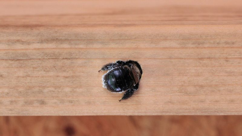 Do Female Carpenter Bees Come Out