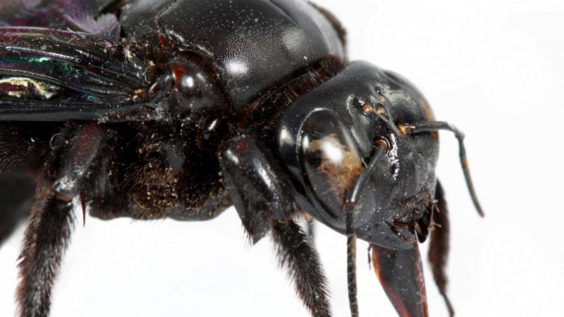 Do Female Carpenter Bees Kill the Males