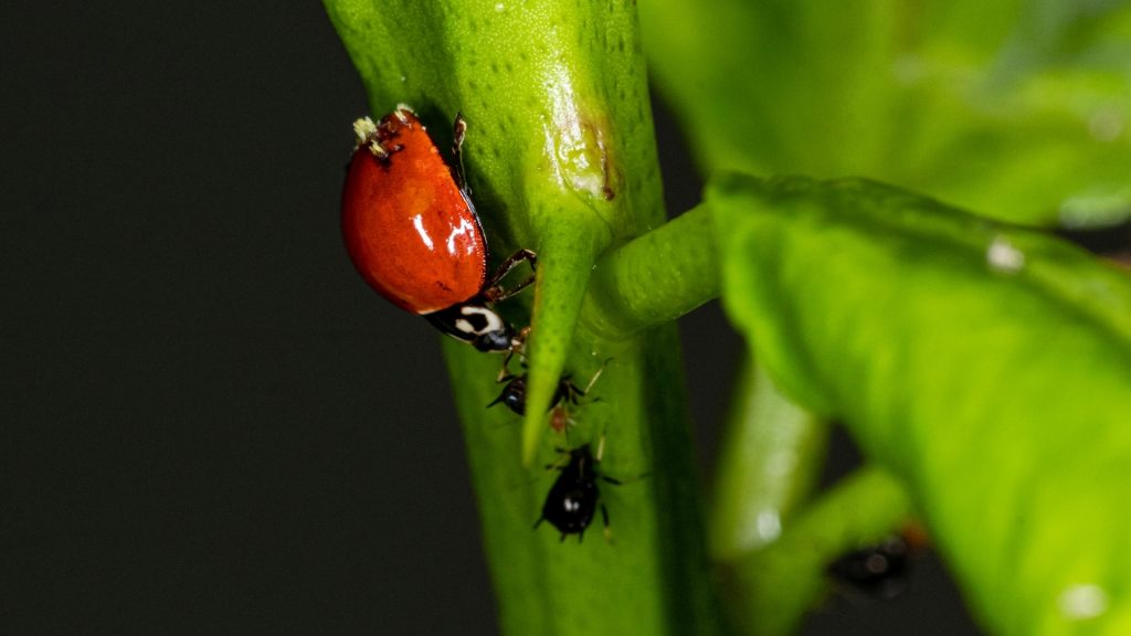 Do Ladybugs Eat Other Plant Pests