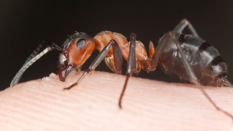 Do Moisture Ants Bite