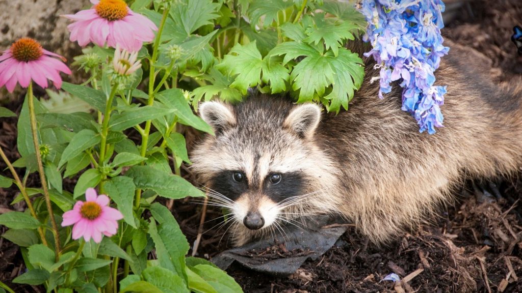 Do Raccoons Bury Their Feces