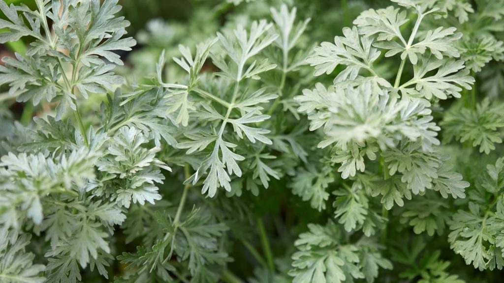 Do Wormwood Plants Keep Wasps Away