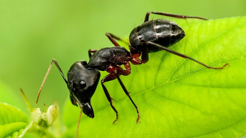 Does Boric Acid Work on Carpenter Ants