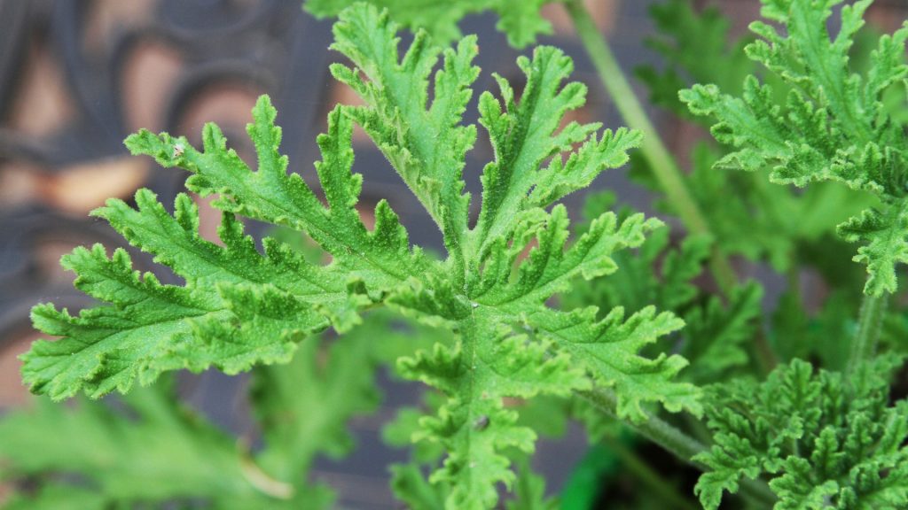 Does Citronella Plant Repel Wasps