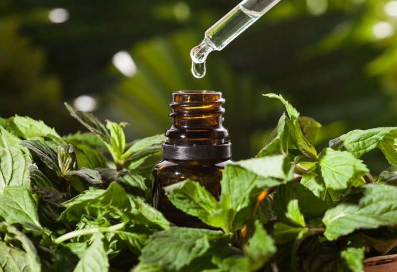 Does Peppermint Oil Repel Spiders
