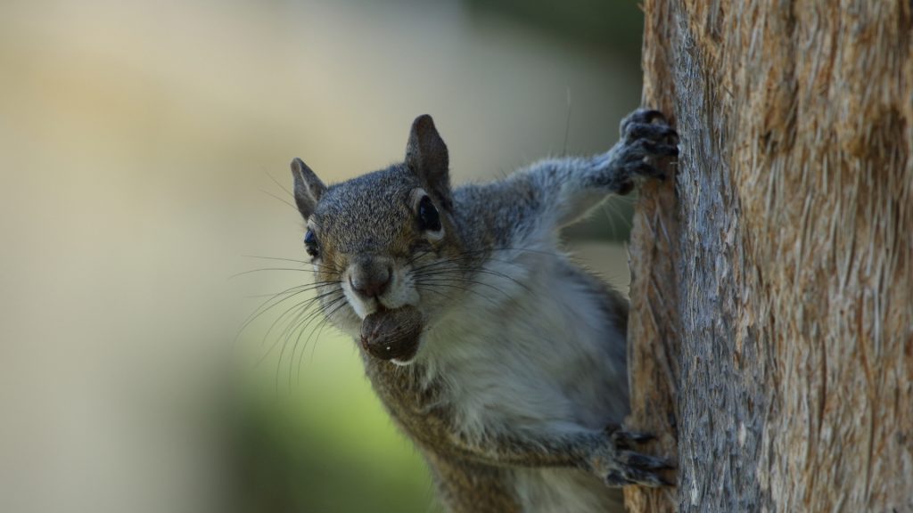 Types of Squirrels | Information and Facts - Pest Samurai