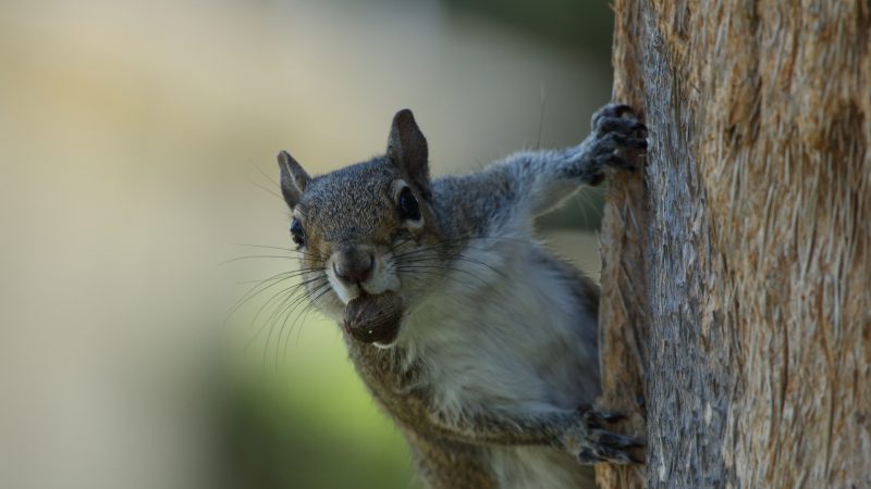 Types of Squirrels | A Comprehensive Guide to Squirrel Species - Pest ...