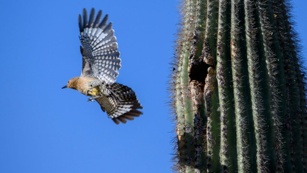 Electronic Woodpecker Sound Deterrents