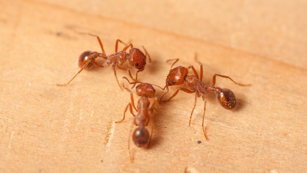 Fire Ants