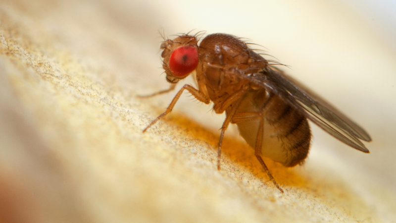 Fruit Flies