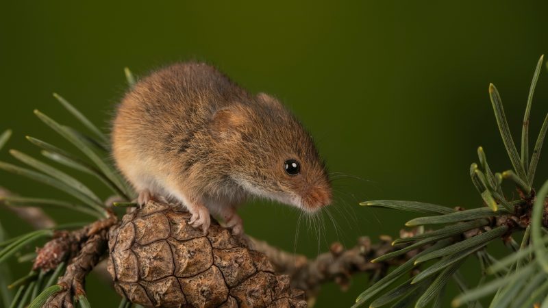 Harvest Mouse