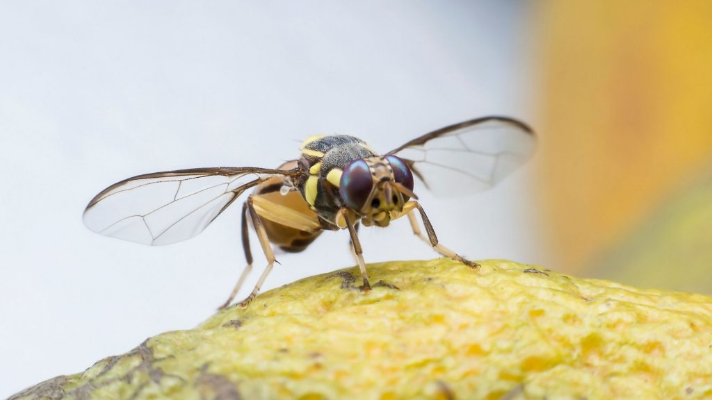 How Can Fruit Flies Make You Sick