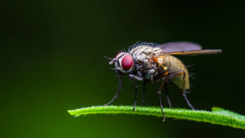 How Can You Identify Fruit Flies