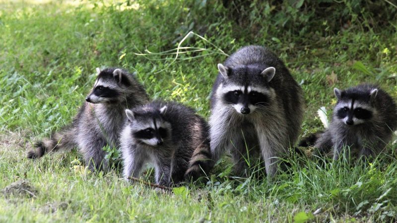 How Dangerous Are Raccoons