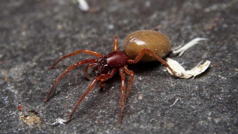 How Do You Identify a Woodlouse Spider