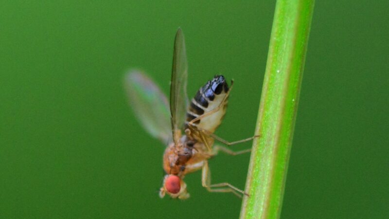 How Far Can a Fruit Fly Fly