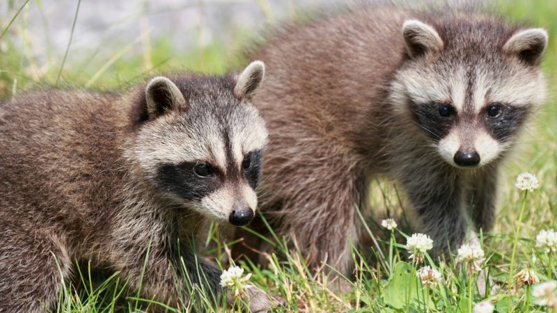 How Fast Do Baby Raccoons Grow