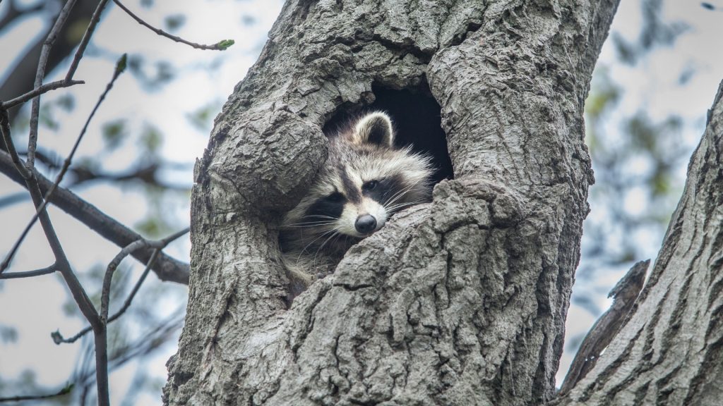 How Long Do Baby Raccoons Stay In the Nest