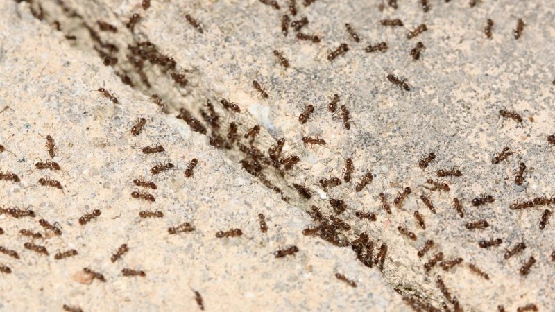 How Many Ants Does It Take To Lift a Person