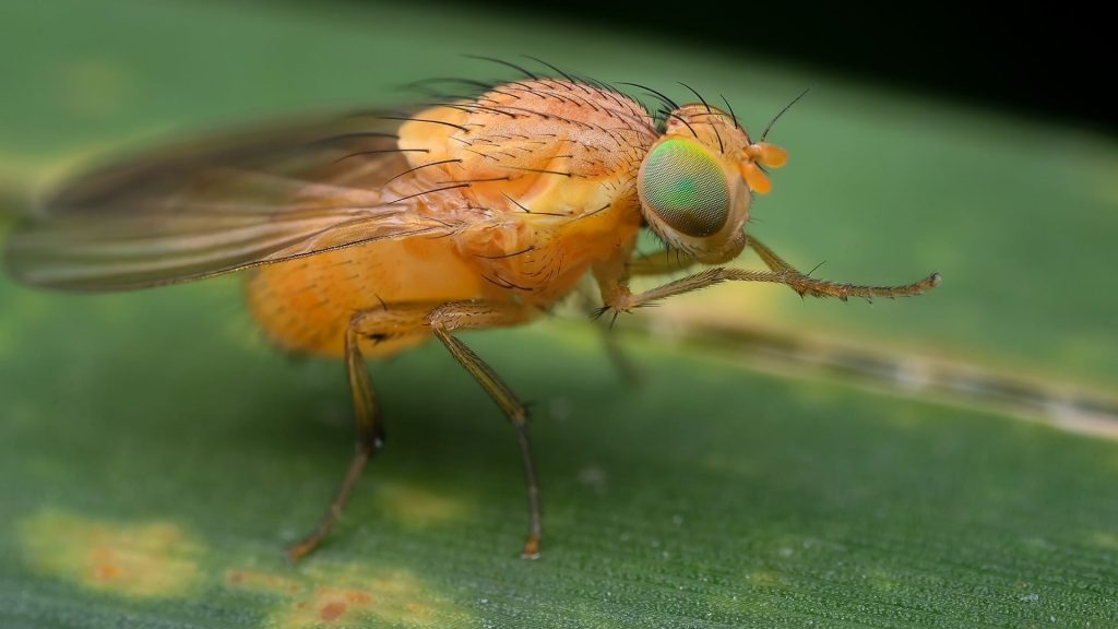 How Many Types of Fruit Flies Are There? | Information and Facts - Pest ...