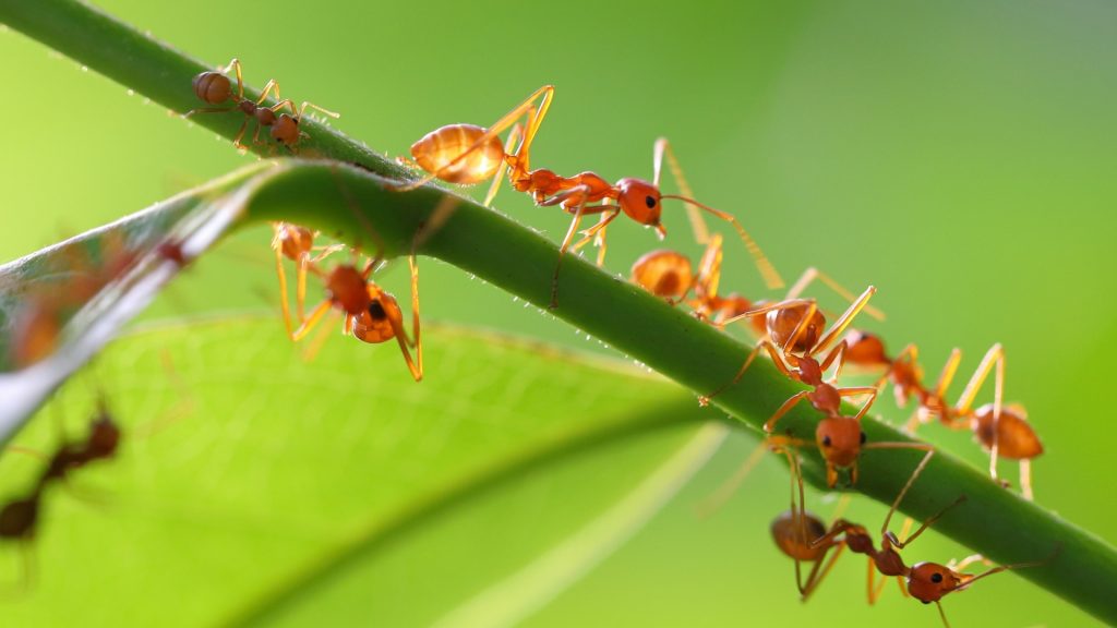 How To Use Boric Acid to Kill Ants