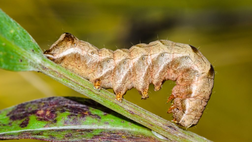 How do Cutworms Damage the Plants