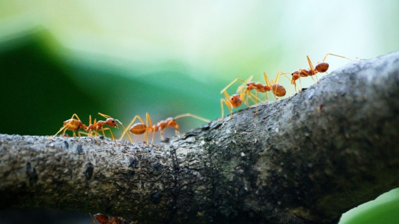 How many ants exist in the world