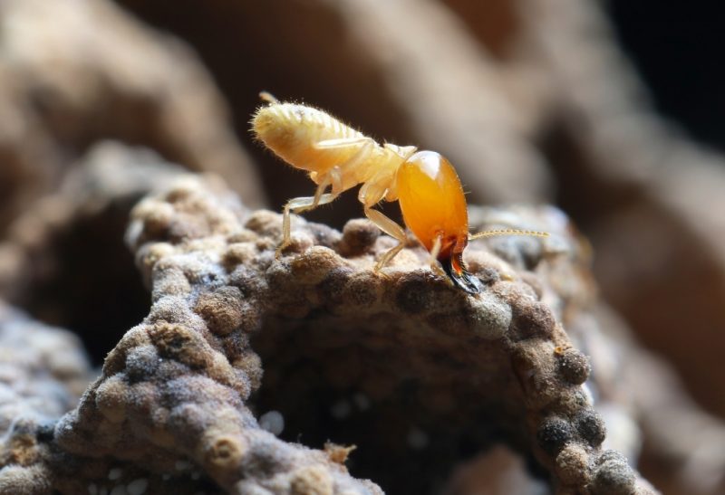 How to Get Rid of Subterranean Termites