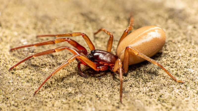 How to Get Rid of a Woodlouse Spider