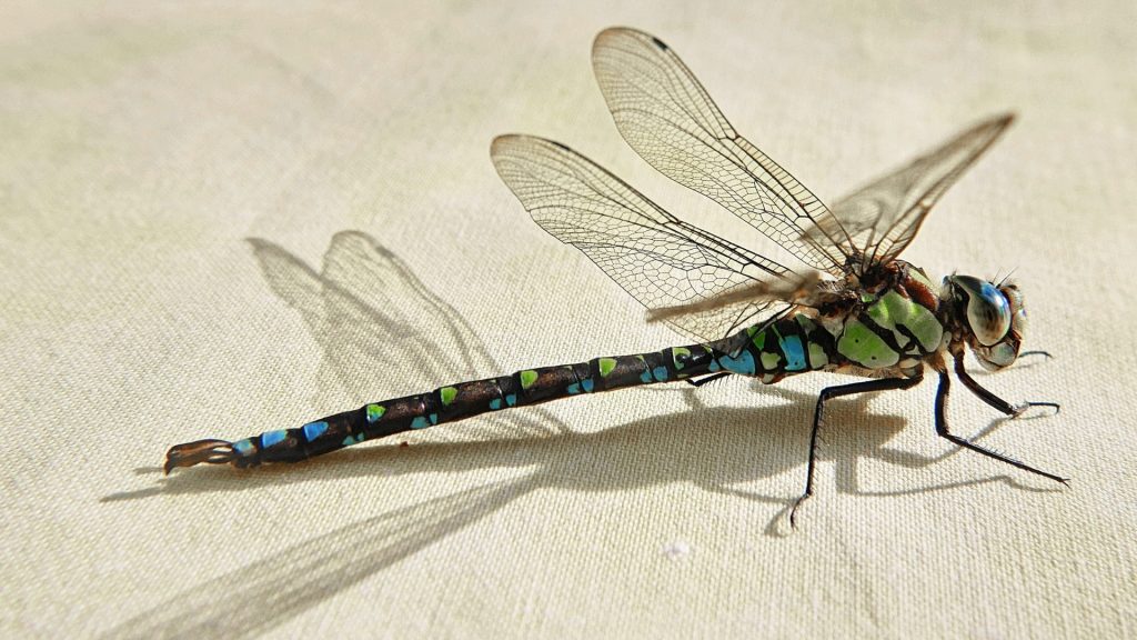 How to Identify a Dragonfly