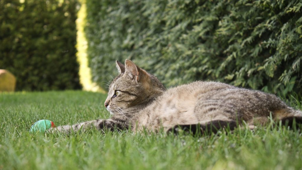 How to Keep Cats Away From Your Garden