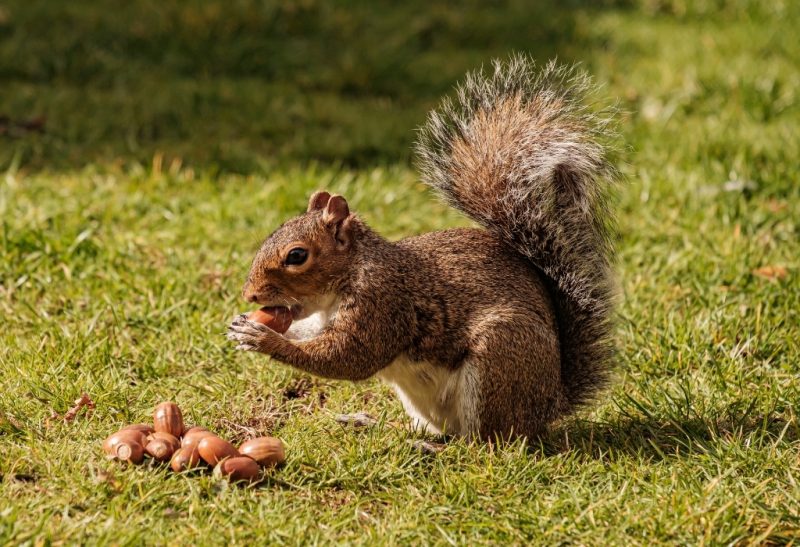 How to Keep Squirrels Out of Garden