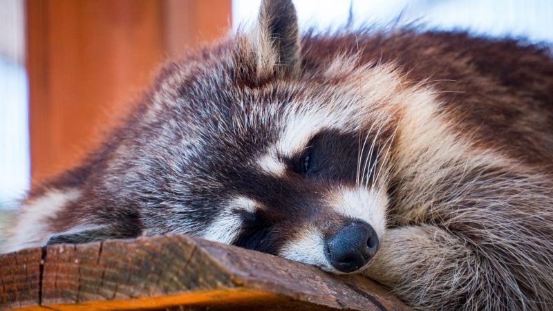 Is Hibernation a Thing for Raccoons