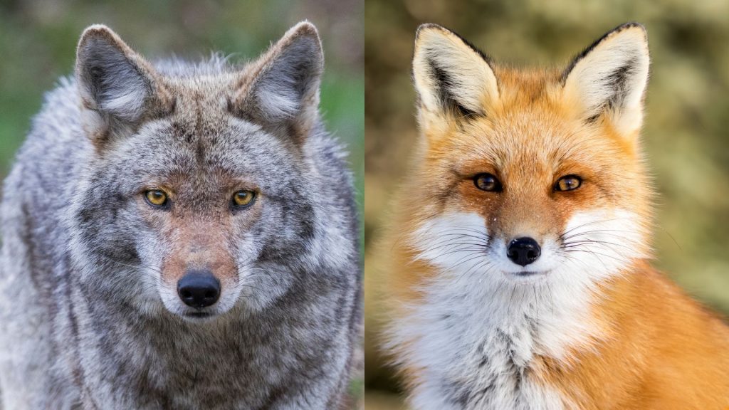 Are Foxes Dangerous to Humans and Pets (Cats, Dogs, and Other)? | All