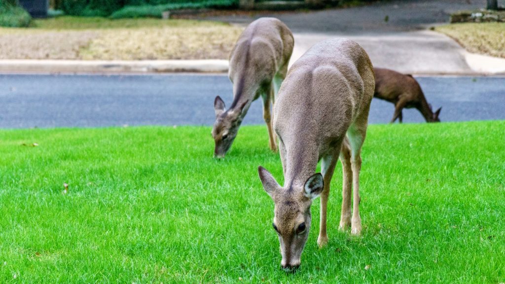 Keep Deer From Coming to Your House