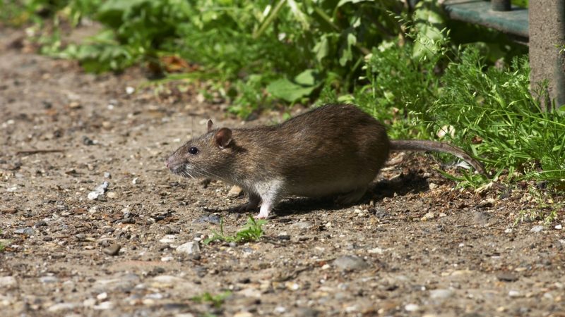 Norway Rats
