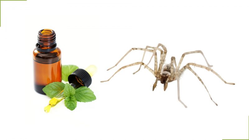 Peppermint Oil and Spiders