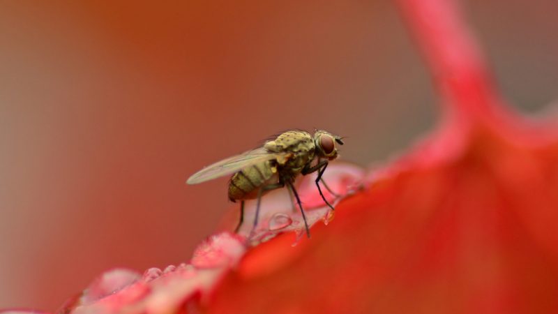 Phorid Flies