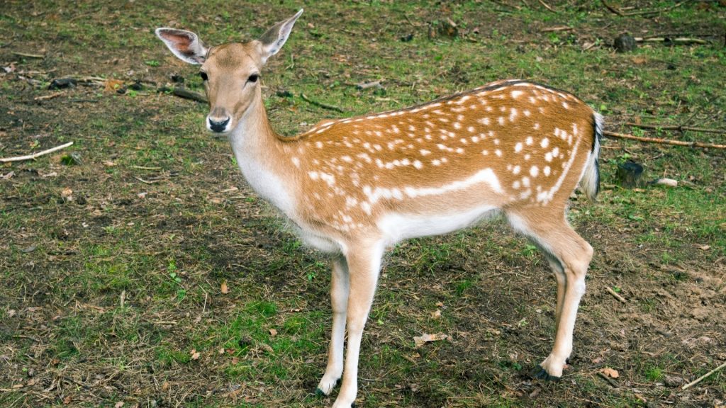 Piebald Deer